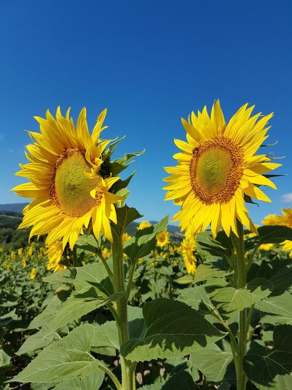 Agriturismo Il Catrino Ponteginori Kültér fotó