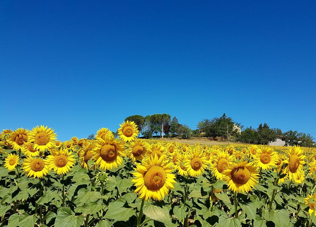 Agriturismo Il Catrino Ponteginori Kültér fotó